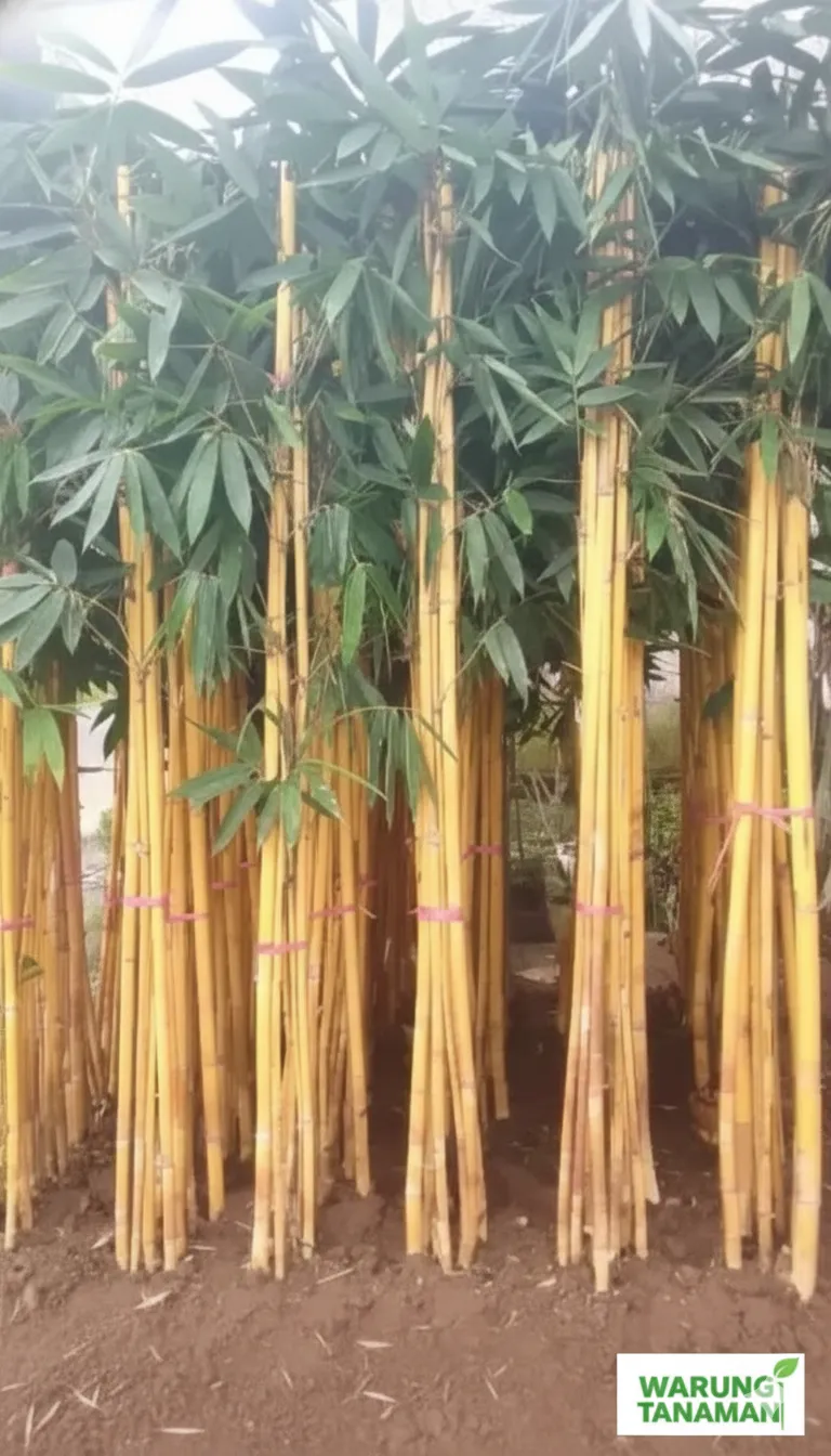 pohon bambu kuning